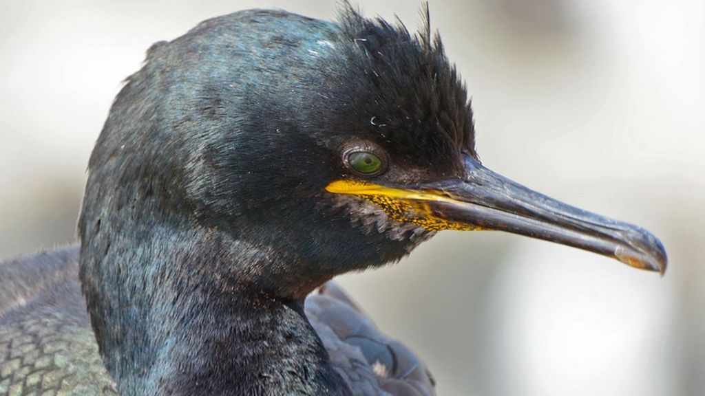 Seabird was oldest of its kind in Europe