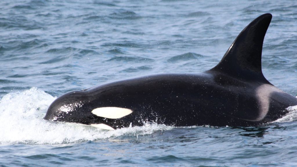 Pollutant 'threatens Europe's whales'