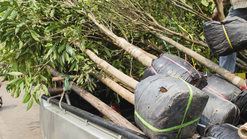 Is there any point in planting new trees?