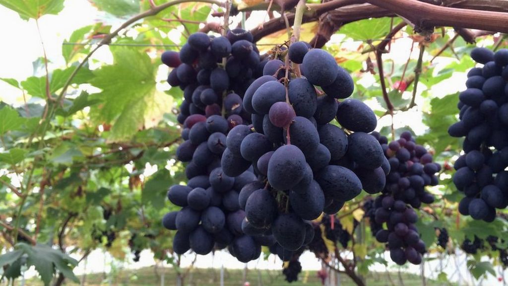 Ensuring food supplies amid a changing climate