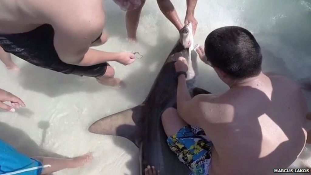 VIDEO: Shark freed from fishing line