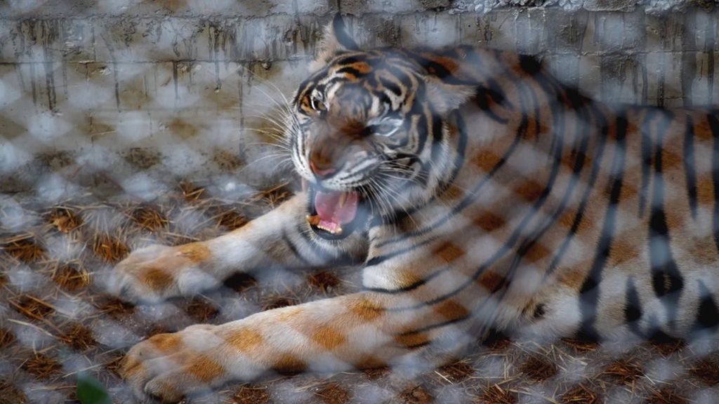 Monk held over tiger skin 'smuggling'