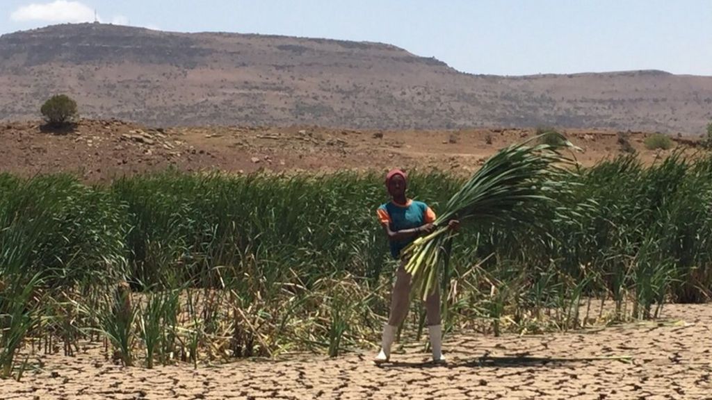 south-africa-grapples-with-worst-drought-in-30-years-bbc-news