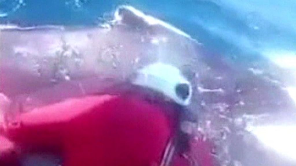 Peruvian fishermen rescue baby whale from net