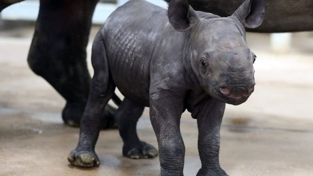 Baby rhino takes first bath