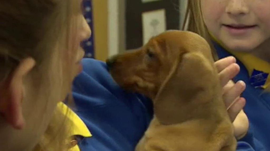 Teacher's pet Gatsby the dachshund starts at Tickenham Primary School