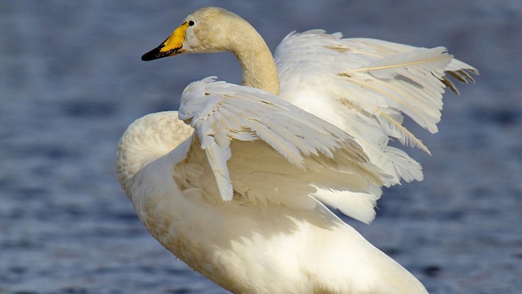 Bird flu: New case confirmed in County Tipperary