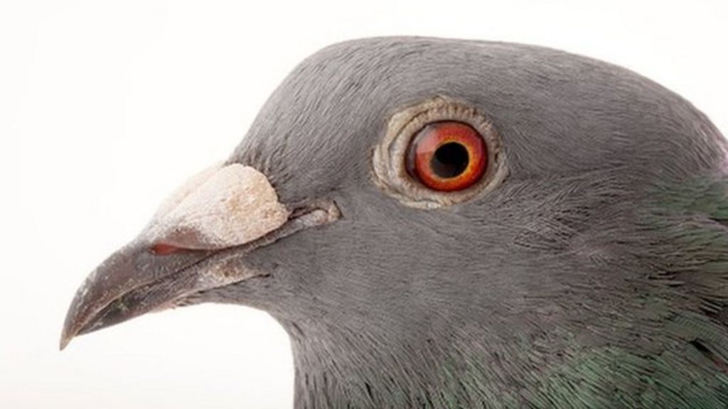 Ambulance called for poorly pigeon