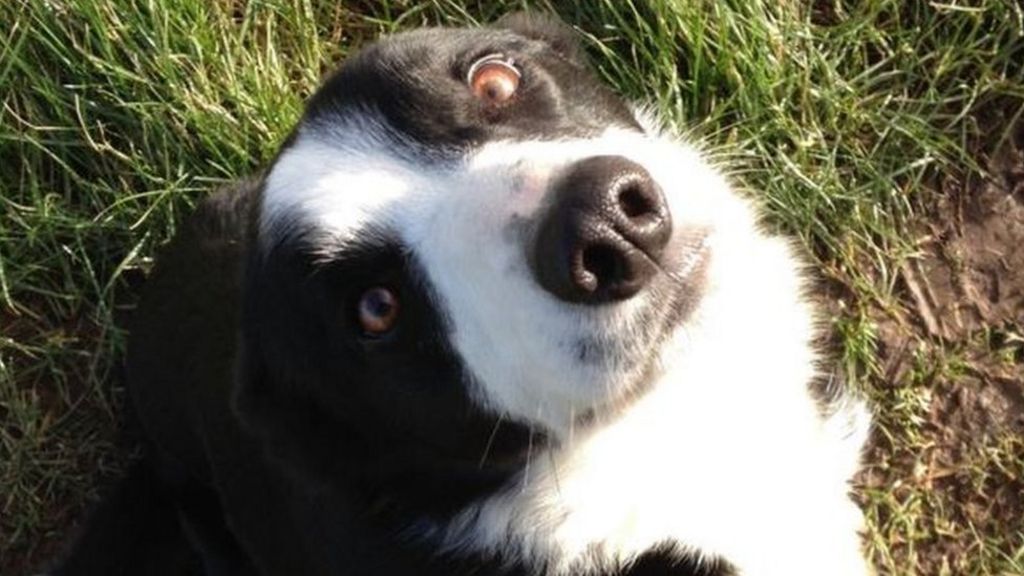 Sanctuary issues 're-home animals' plea
