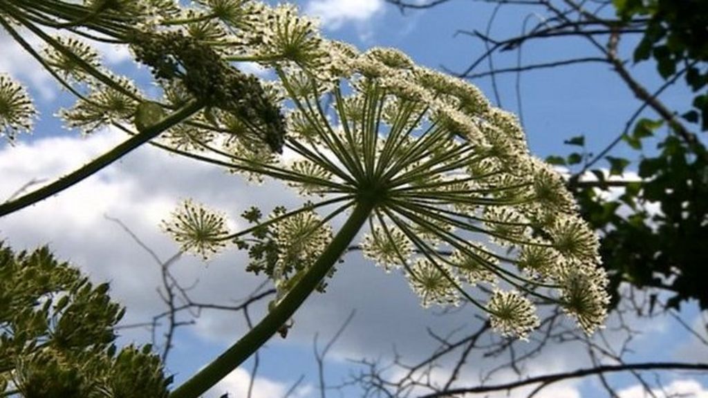 Giant Hogweed 'UK's Most Dangerous Plant', Say Rivers Trust - BBC News