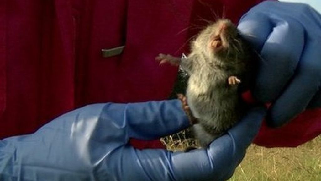 VIDEO: Wild forest lab studies immunity