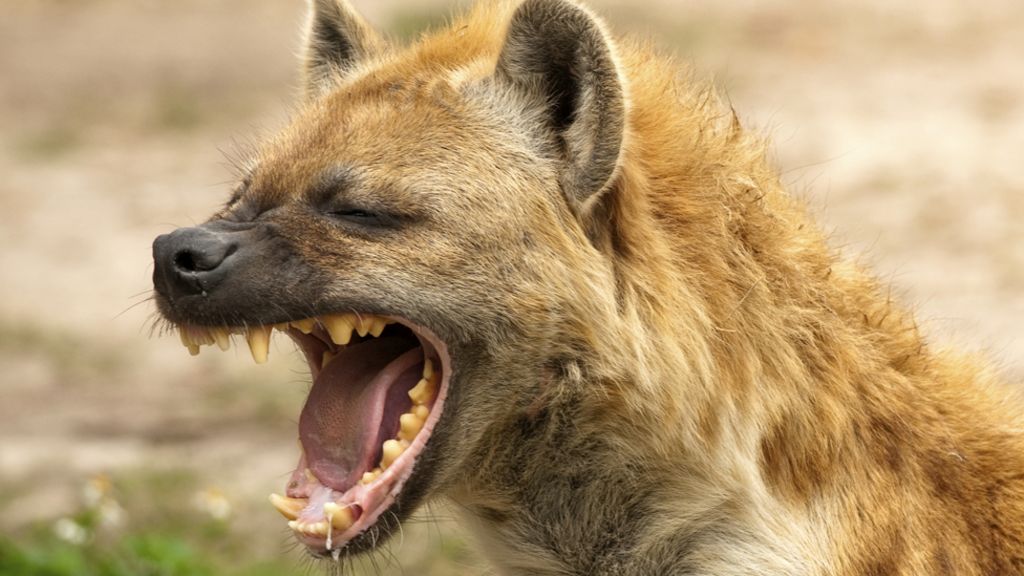 Running with the hyenas of Addis Ababa - BBC News