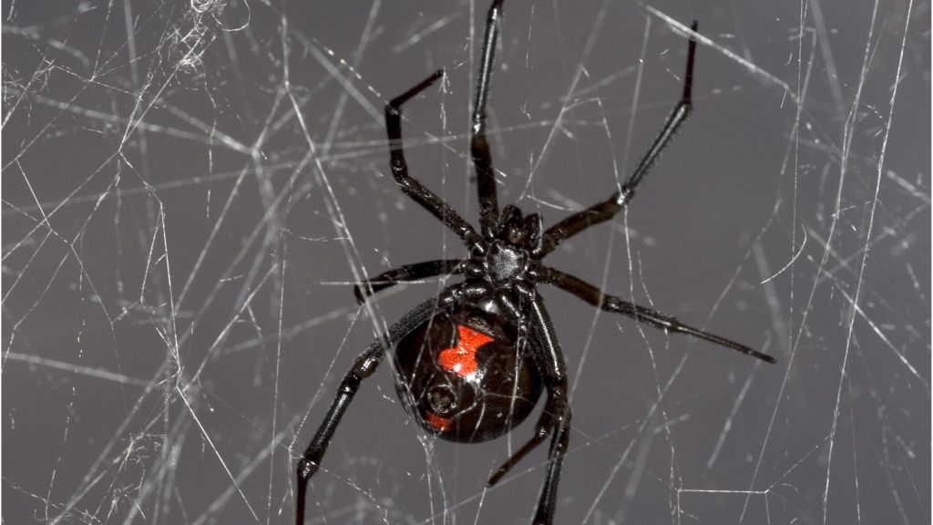 Black Widow Spider Web Gives Up DNA Secrets BBC News