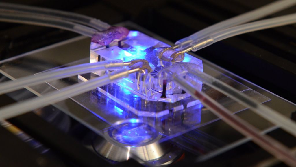 'Organs-on-chips' wins design award