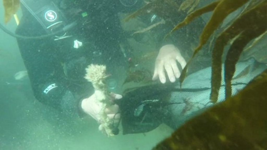 VIDEO: Divers in underwater plastics clean-up