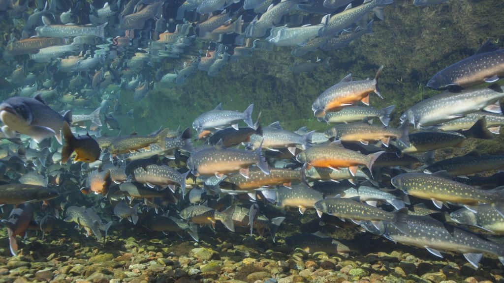 DNA secrets to life in the deep