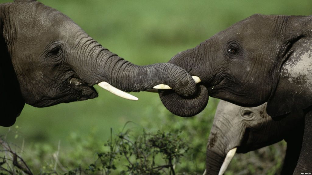 Elephant poaching hotspots identified