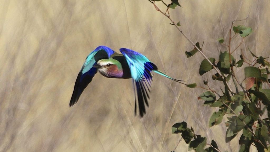 Your Pictures: Botswana - BBC News