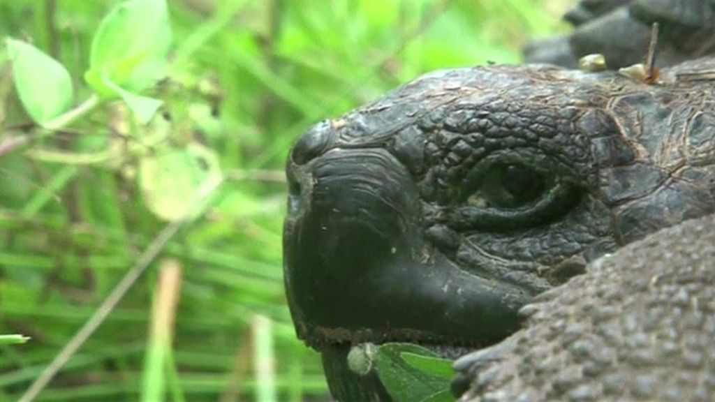 VIDEO: New giant tortoise species discovered