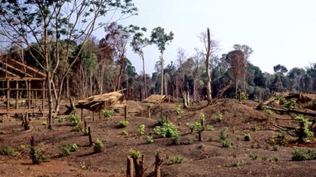 Alarm over Cambodia 'timber grab'