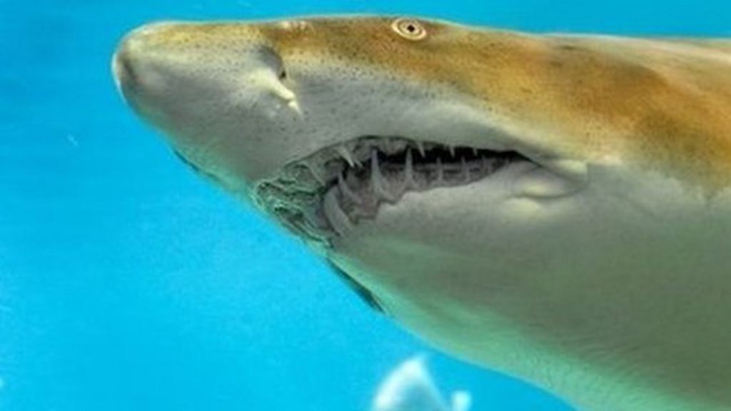 VIDEO: Bite by bite: Shark eats shark