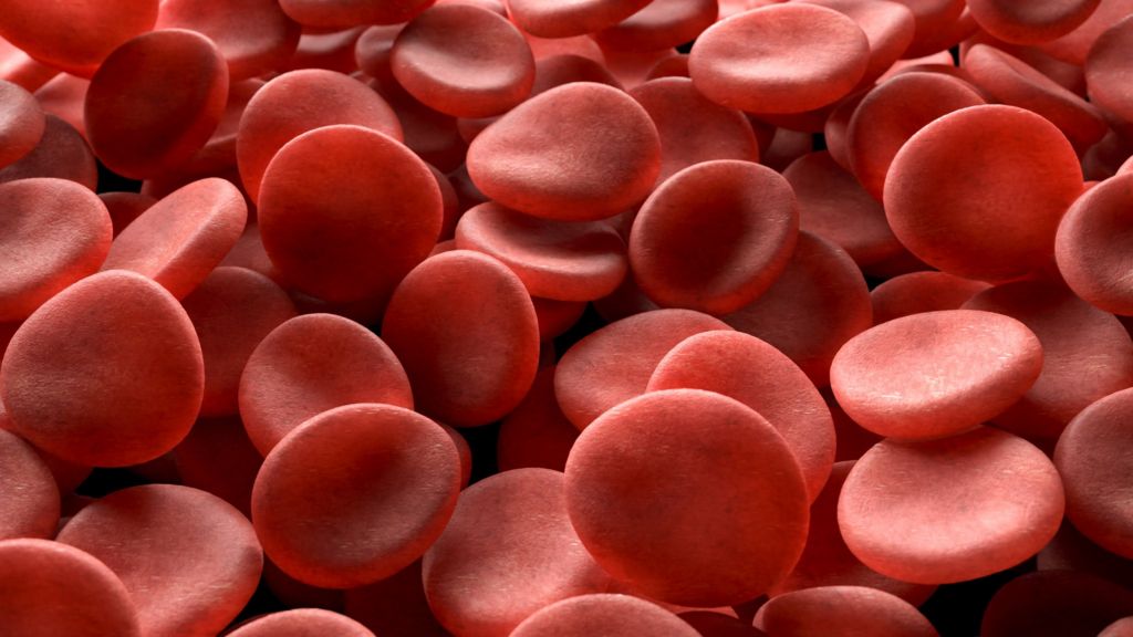 What Is The Function Of White Blood Cells Bbc Bitesize