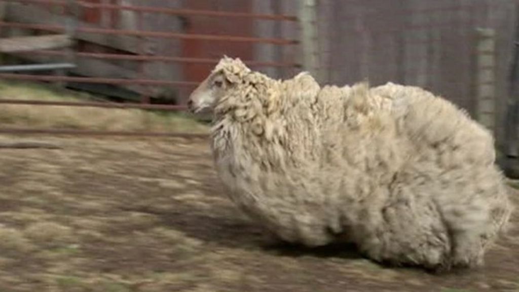 VIDEO: Sheila the sheep sheared after six years