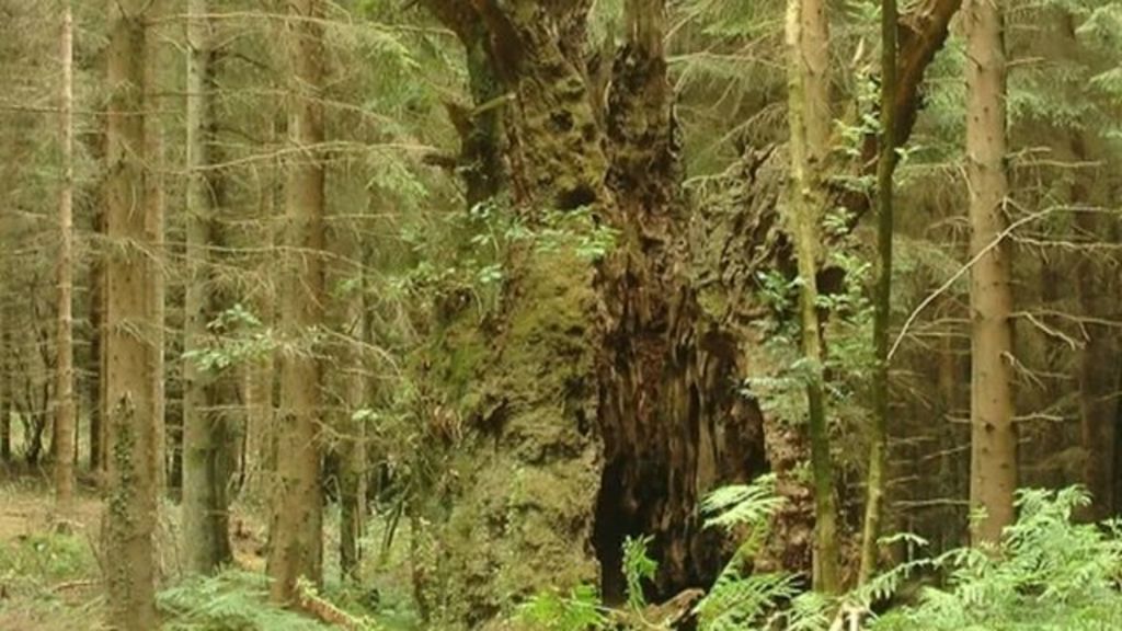 VIDEO: Hunt for trees in memory of WW1 fallen