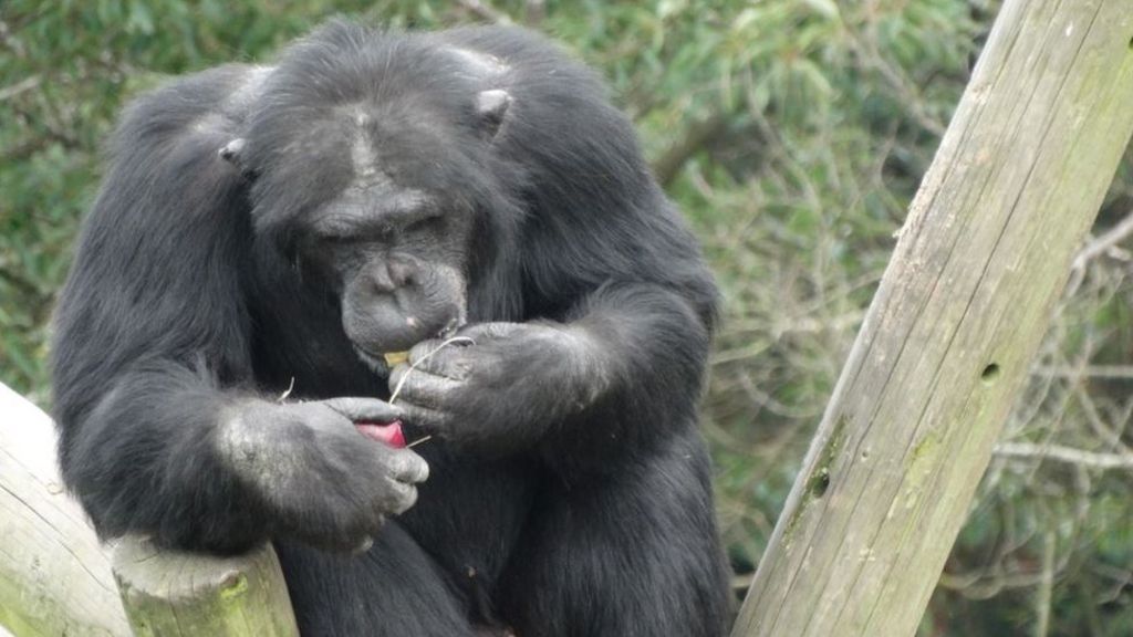 Many apey returns! Chimp marks 21st birthday at zoo