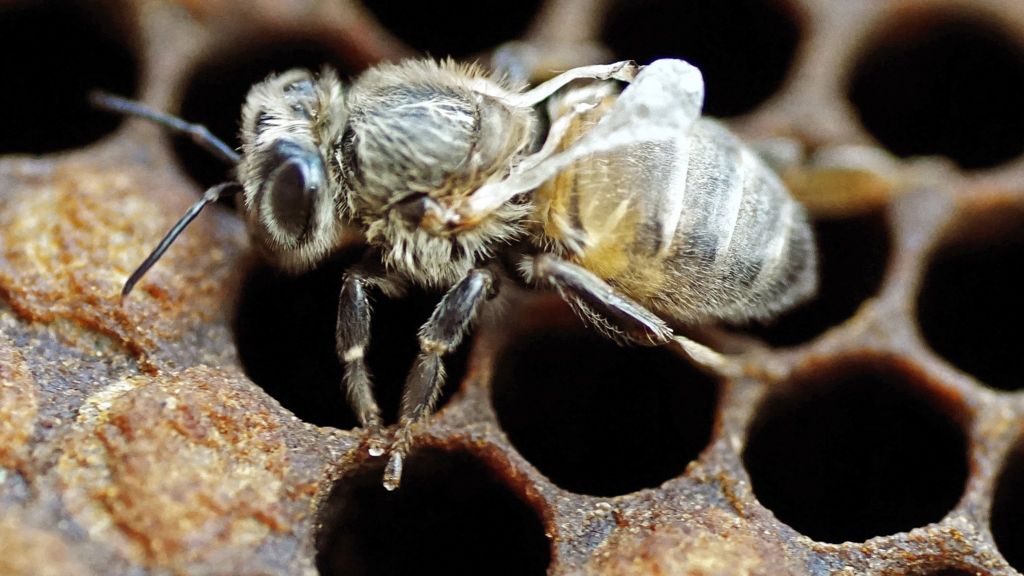 Spread of bee disease 'largely manmade'