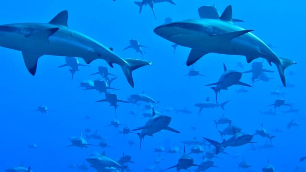 How a huge school of sharks 'flips the food pyramid'