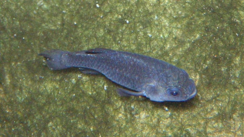 Death Valley fish a 'recent arrival'