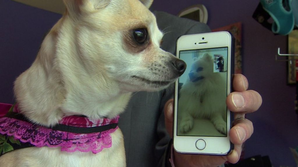 VIDEO: Woman plans £20k wedding for Chihuahua