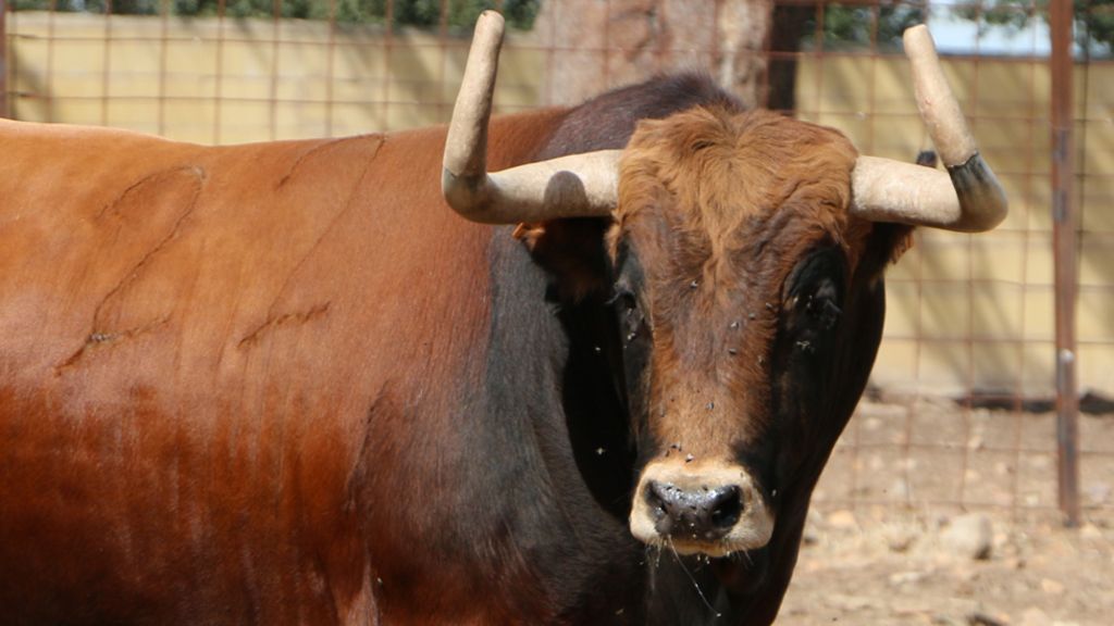 Surviving the bullring for a comfy retirement