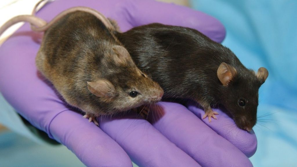 UK lab animal numbers holding steady