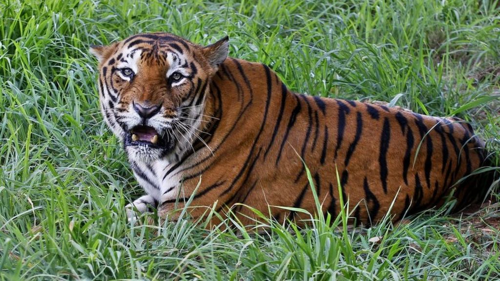 Bangladesh 'tiger poachers' shot dead