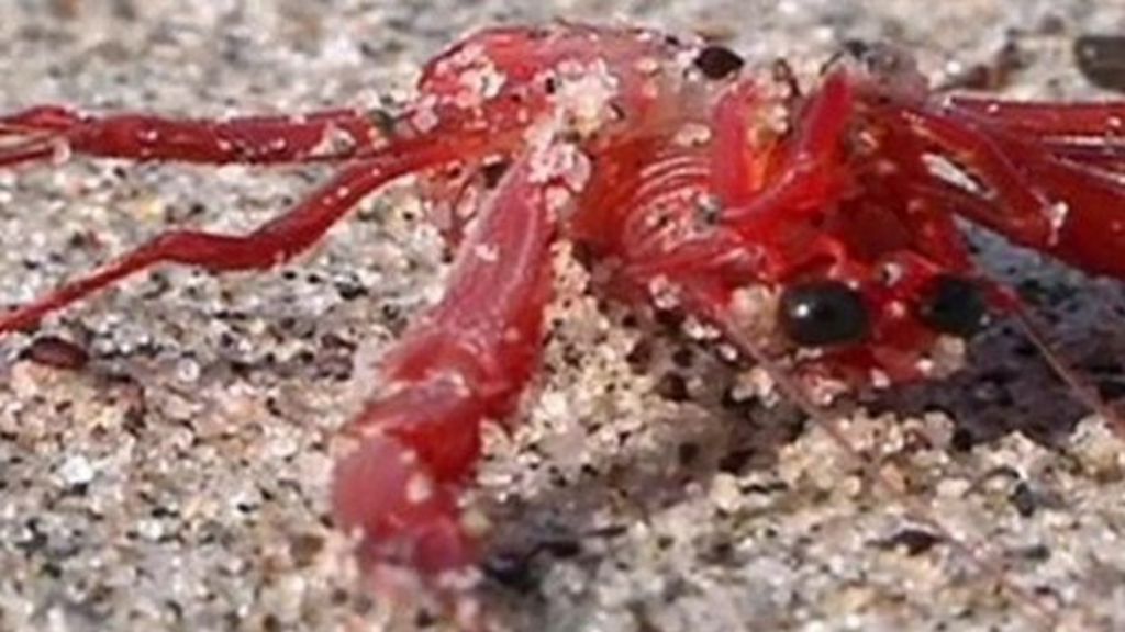 VIDEO: 'Carpet of crabs' covers US beaches