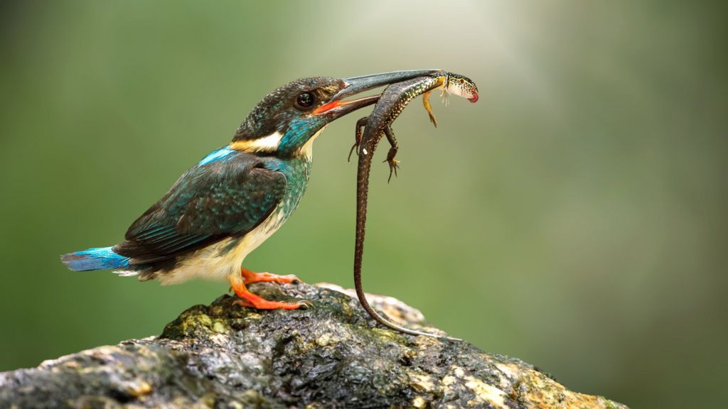 Climate changing "too fast" for species