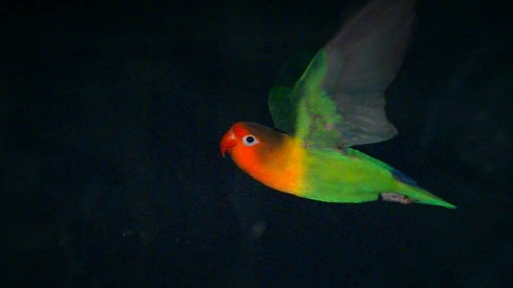 New wind tunnel reveals bird flight secrets