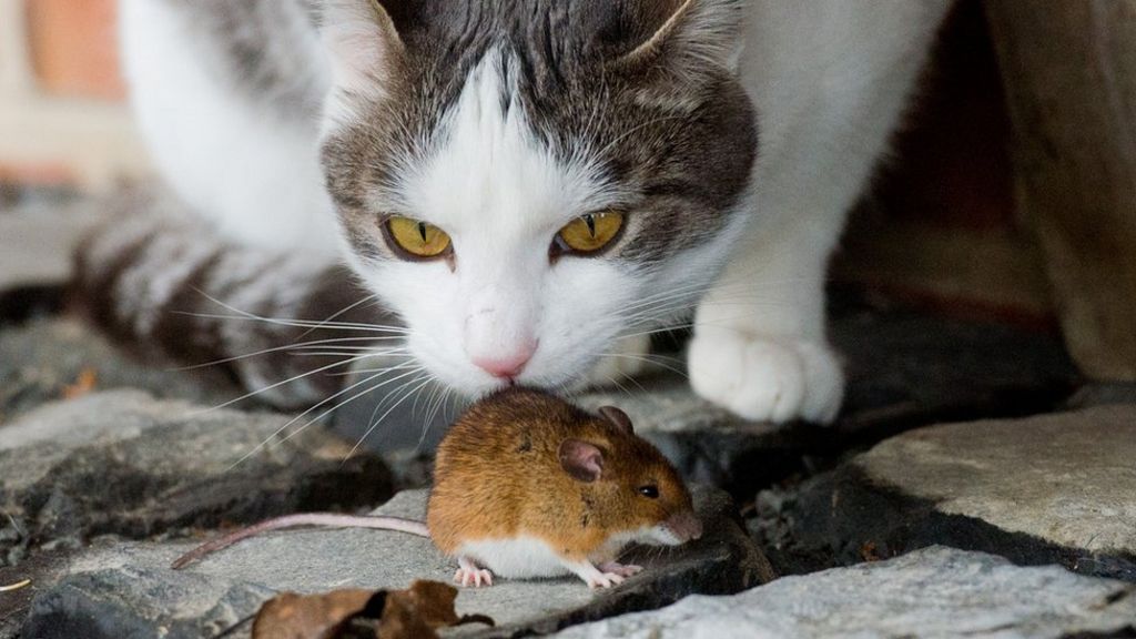 How the mouse came to live alongside humans