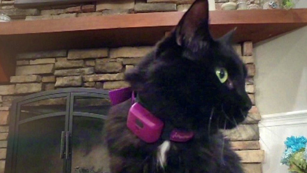 Tech for your cat including a remote-controlled mouse