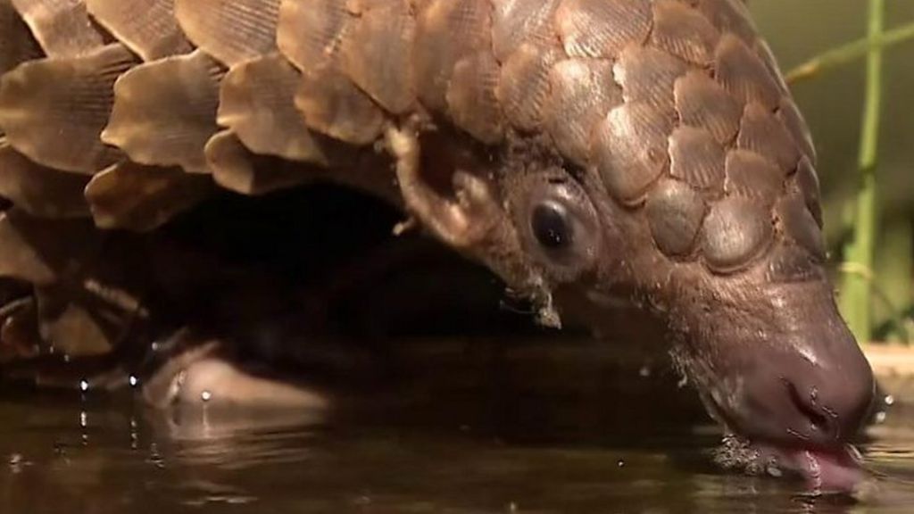 Pangolin: The most trafficked mammal in the world