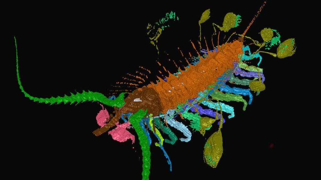 Bizarre fossil 'kept babies on strings'