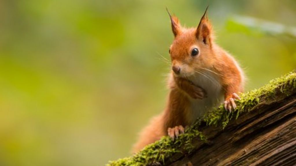 Law needed to limit Brexit's environmental impact, say MPs