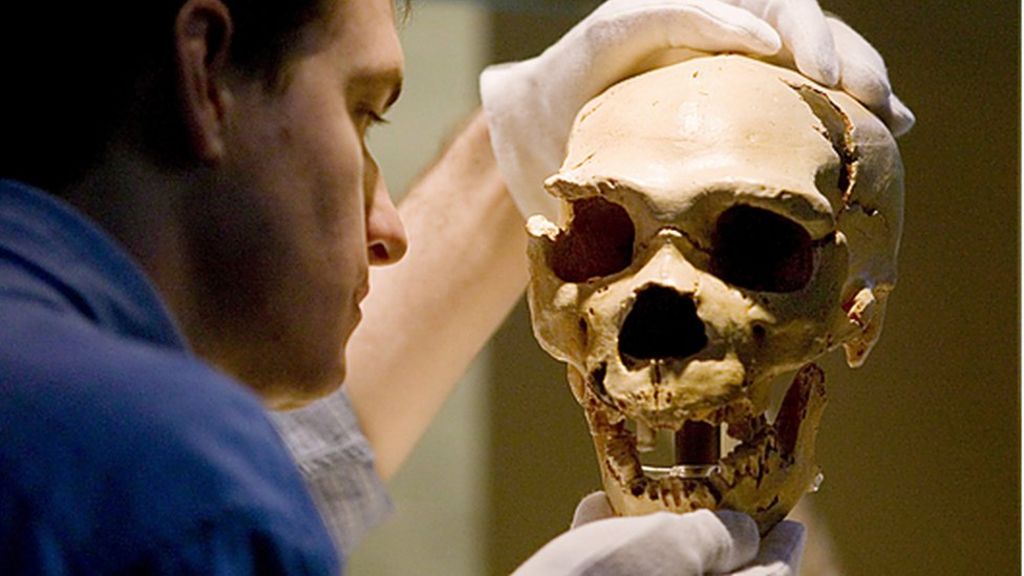 Neanderthals 'self-medicated' for pain