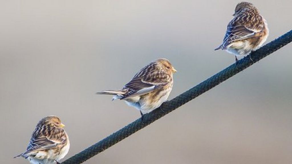 Brexit leaves environment 'vulnerable'