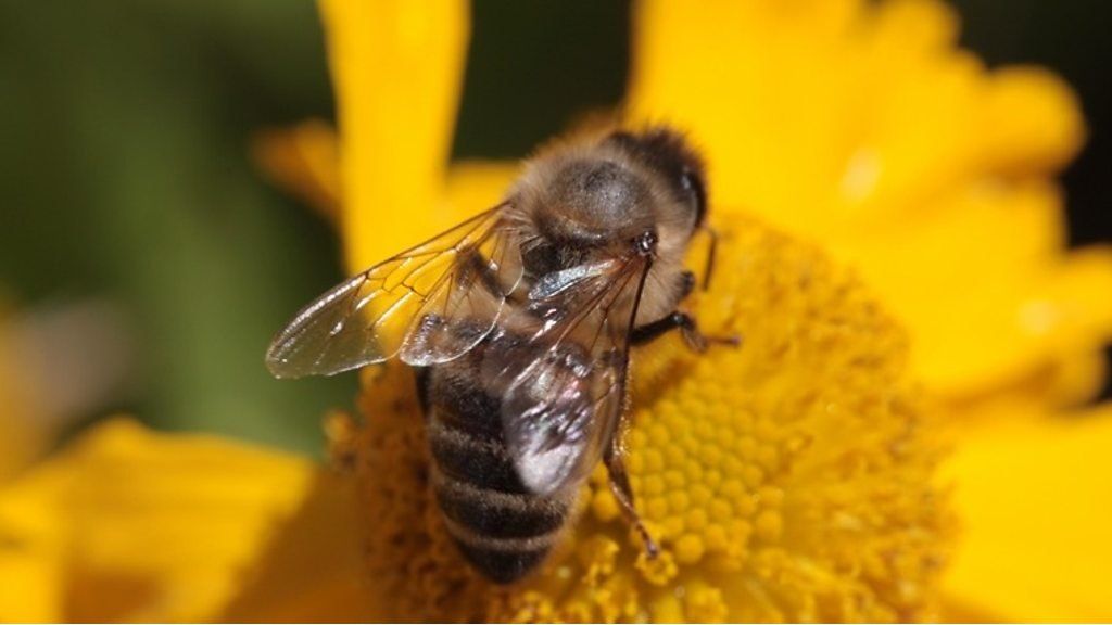 The mystery of the whoop whooping bee