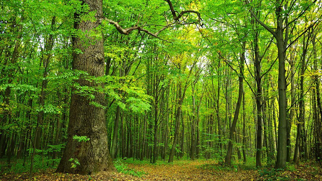 Trees and the Wood Wide Web