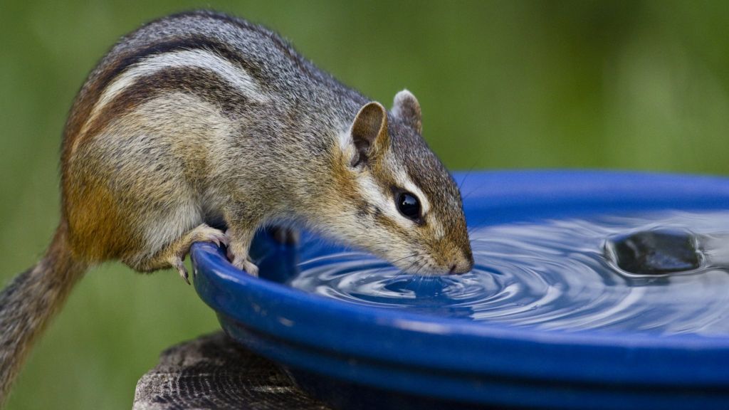 DNA clues to how chipmunk earned its stripes