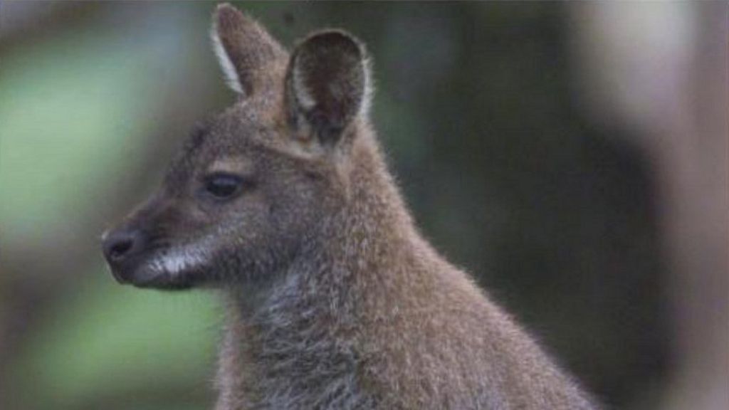 Escaped wallaby on the tracks causes rail delays